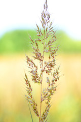 Weed Seed