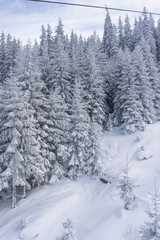 Snowy forest on the mountain slopes of Slovakia