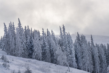 Snowy forest on the mountain slopes of Slovakia