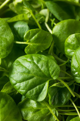 Raw Green Organic Watercress