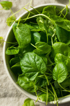 Raw Green Organic Watercress
