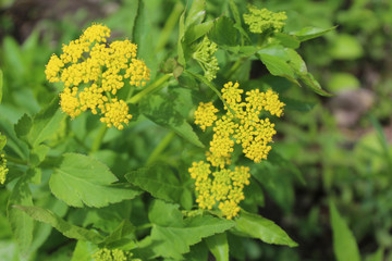 Several golden alexanders blooms at Somme Woods in Northbrook, Illinois