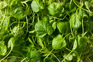 Raw Green Organic Watercress