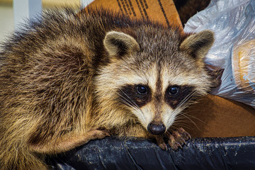 Raccoon on the edge of a trash can