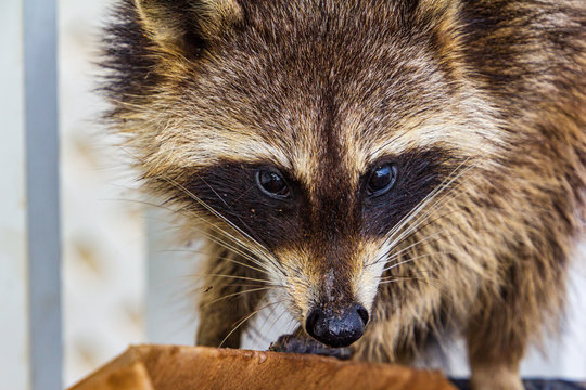 Raccoon with dark mask prominently displayed