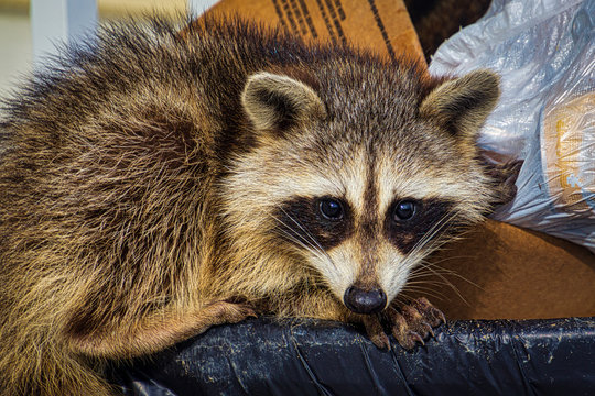 Raccoon on the edge of a trash can