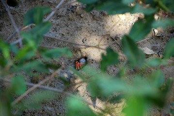 crab hidden in the mangrove