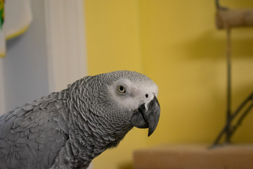 Obraz premium An African Gray Parrot Looking at the Camera with Confidence