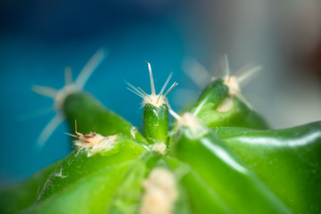 Small green cactus with bent needles on a blue background. Unpretentious plant. Cactus Care and Transplant