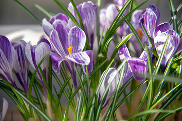 Background of spring white-lilac crocuses with bright green leaves.