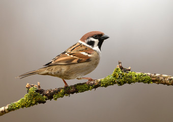 Tree sparrow (Passer montanus) close up