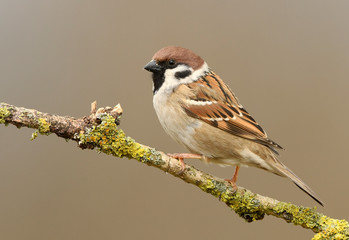 Tree sparrow (Passer montanus) close up