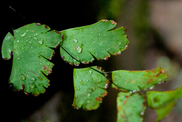 water drops on a leaf