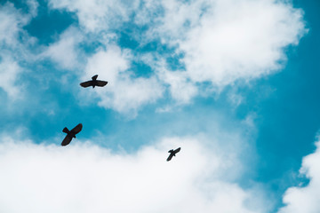 Naklejka na ściany i meble Flying birds in blue sky with white clouds.