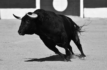 toro bravo español corriendo en una plaza de toros
