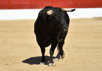 toro poderoso en españa
