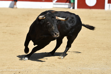 toro poderoso en españa