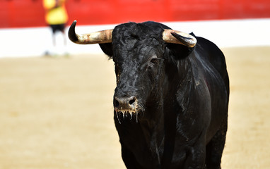 toro poderoso en españa