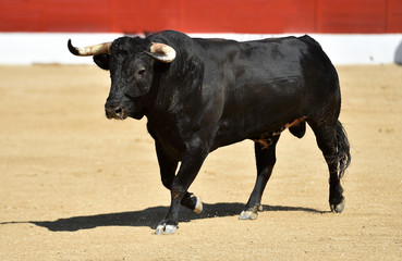 toro poderoso en españa