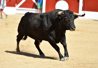 toro bravo español corriendo en una plaza de toros