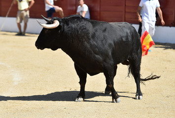 toro poderoso en españa