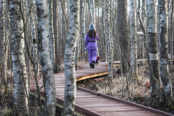 Aerial view of wooden walkway on the territory of Sestroretsk swamp, ecological trail path - route walkways laid in the swamp, reserve 