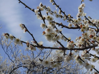 満開の梅 ｰ Plum in full bloom