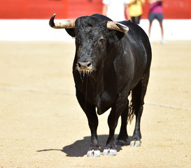 spanish bull with big horns