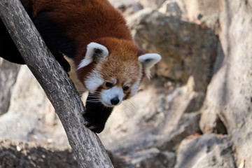 Red panda (Ailurus fulgens) climbing a tree and playing outdoor