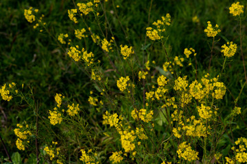 Obraz premium 黄色の花