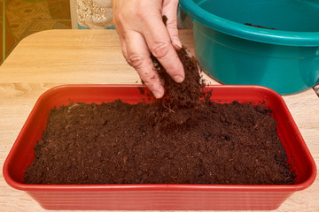 A female hand covers the planted seeds with earth in a box on a table in the house.