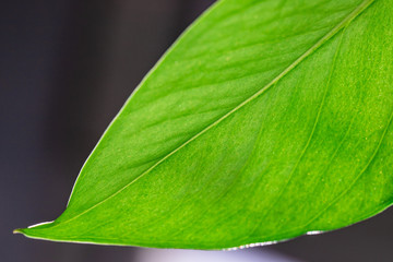 green leaf