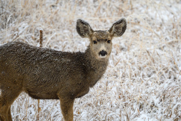 Obraz premium deer in the snow