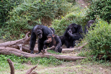 Monkey Family