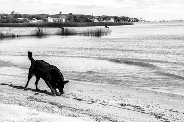 dog on beach