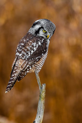 Northern hawk owl with a nice brown background