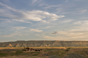 Bison on grassland.