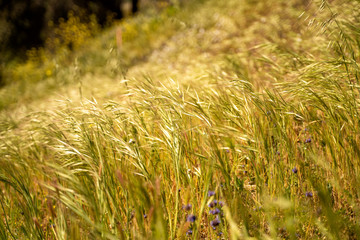 Grass on the hillside in spring