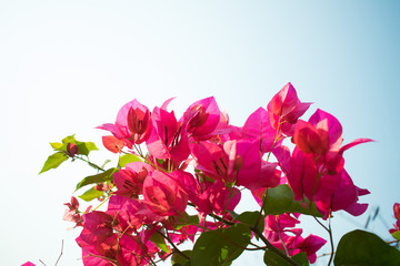 red bougainvillea with blue sky background