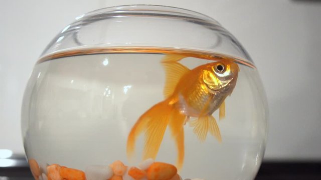 Beautiful Golden Fish Swimming In Transparent Aquarium