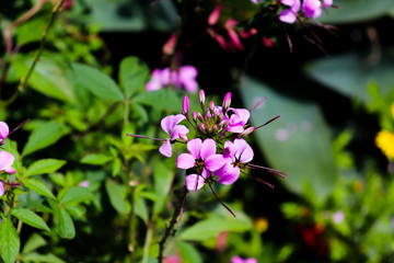 Beautiful Purple Flower in the Summer Sun