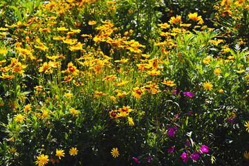 Obraz premium Beautiful Flower Patch in the Summer Sun