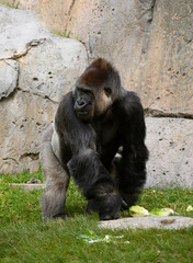 Silver back Gorilla striking a mighty pose
