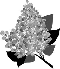 a sprig of a beautiful lilac flower is a very beautiful vector illustration