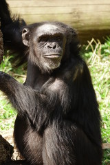 チンパンジー