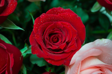 Red flower in the garden