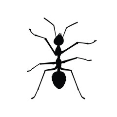 Ant silhouette vector, insect wildlife