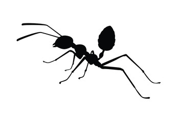 Ant silhouette vector, insect wildlife