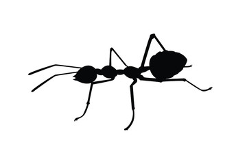 Ant silhouette vector, insect wildlife