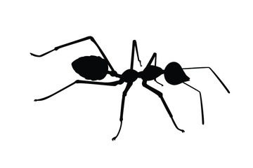 Ant silhouette vector, insect wildlife